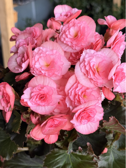 Бегонія Елатіор "Pink" (в контейнері), квітуча рослина, висота 20-30 см