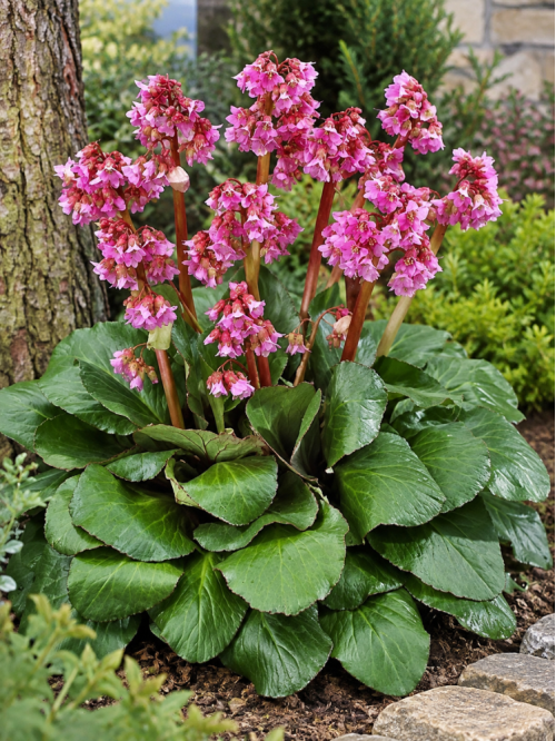 Бергенія Cordifolia (в горщику P9)