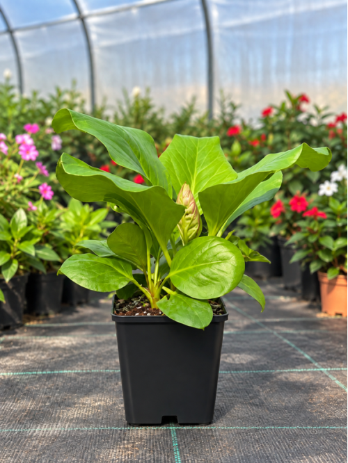 Бергенія Cordifolia (в горщику P9)