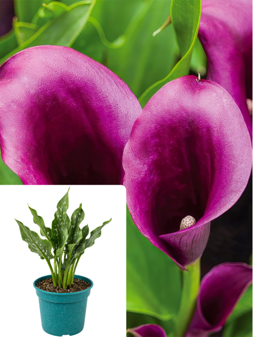 Кала Bullit (пророщенная в горшке С2)