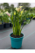 Кала Picasso (цветущая в горшке С2)