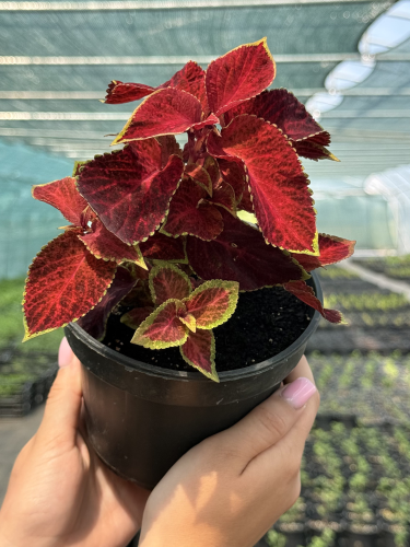Колеус Premium Sun Crimson Gold (контейнер С2)