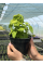 Колеус Wizard Golden (контейнер С2)