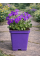 Обрієта Purple (фіолетова) (укорінена в горщику Р9)