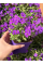 Обрієта Purple (фіолетова) (укорінена в горщику Р9)