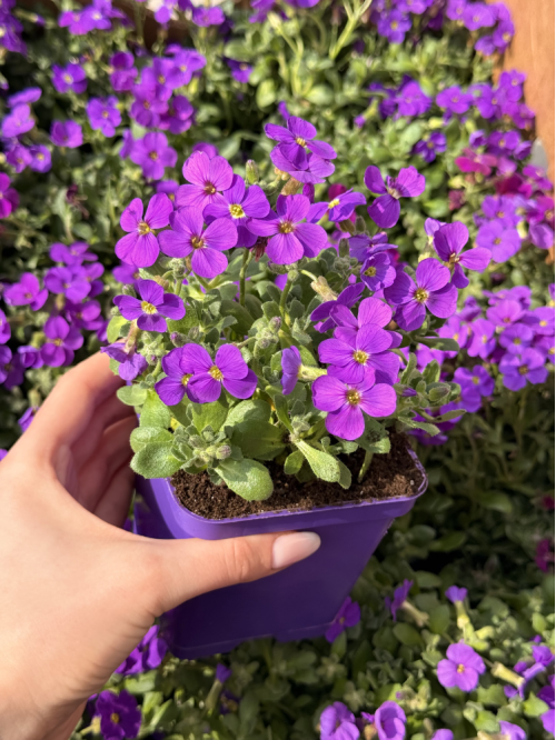 Обрієта Purple (фіолетова) (укорінена в горщику Р9)
