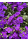 Обрієта Purple (фіолетова) (укорінена в горщику Р9)