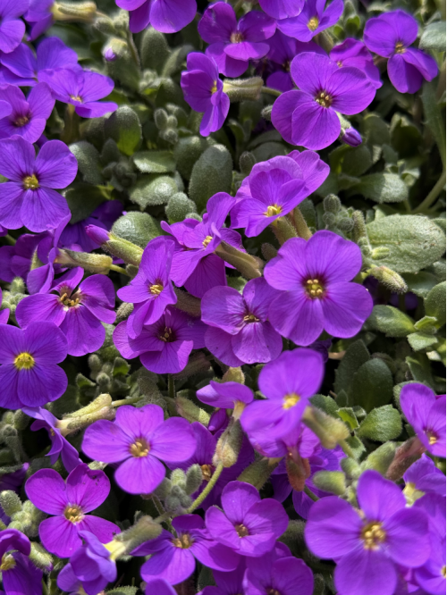 Обрієта Purple (фіолетова) (укорінена в горщику Р9)