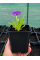 Примула denticulata Blue (саженец в горшке Р9) 1 шт. в упаковке