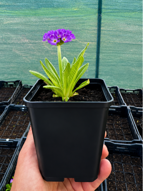 Примула denticulata Blue (саженец в горшке Р9) 1 шт. в упаковке