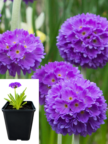Примула denticulata Blue (контейнер Р9)