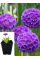 Примула denticulata Blue (саженец в горшке Р9) 1 шт. в упаковке