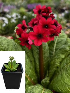 Примула japonica Millers Crimson (контейнер Р9)