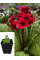 Примула japonica Millers Crimson (саженец в горшке Р9) 1 шт. в упаковке