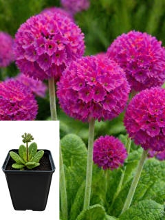 Примула denticulata Pink (контейнер Р9)