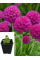 Примула denticulata Pink (саженец в горшке Р9) 1 шт. в упаковке