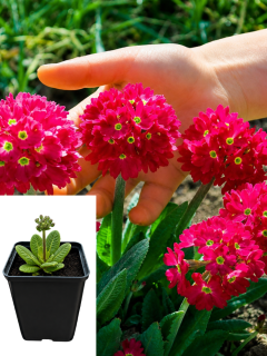 Примула denticulata Red (контейнер Р9)