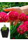 Примула denticulata Red (саженец в горшке Р9) 1 шт. в упаковке