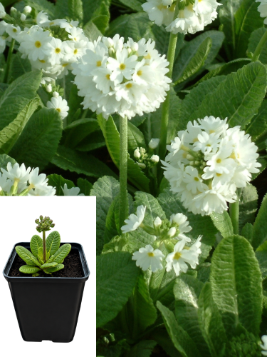 Примула denticulata White (контейнер Р9)