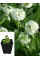Примула denticulata White (саженец в горшке Р9) 1 шт. в упаковке
