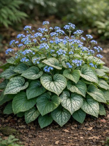 Бруннера Macrophylla (в горшке Р9)