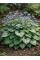 Бруннера Macrophylla (в горщику Р9)