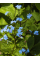 Бруннера Macrophylla (в горщику Р9)