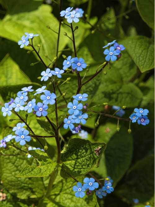 Бруннера Macrophylla (в горщику Р9)