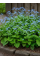 Бруннера Macrophylla (в горщику Р9)