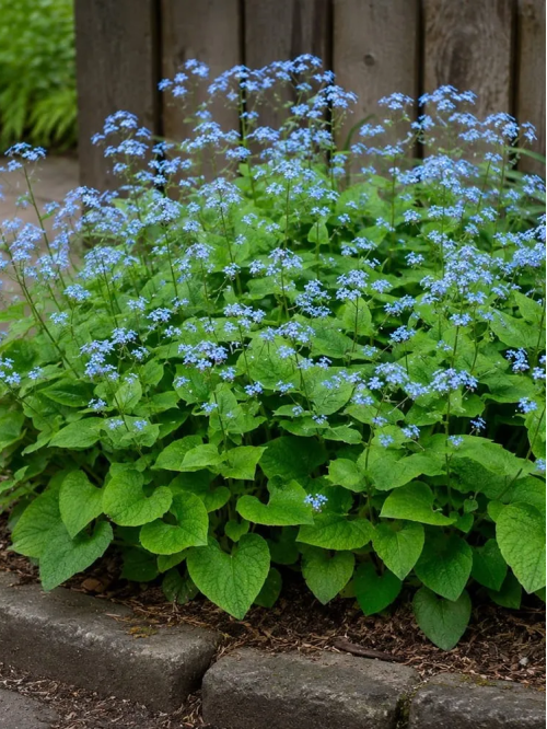 Бруннера Macrophylla (в горщику Р9)