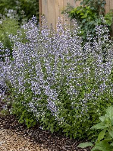 Каламинт (душевник) Nepeta ssp. Nepeta (в горшке Р9)