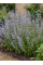 Каламінта (душевник) Nepeta ssp. Nepeta (в горщику Р9)