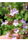 Каламінта (душевник) Nepeta ssp. Nepeta (в горщику Р9)