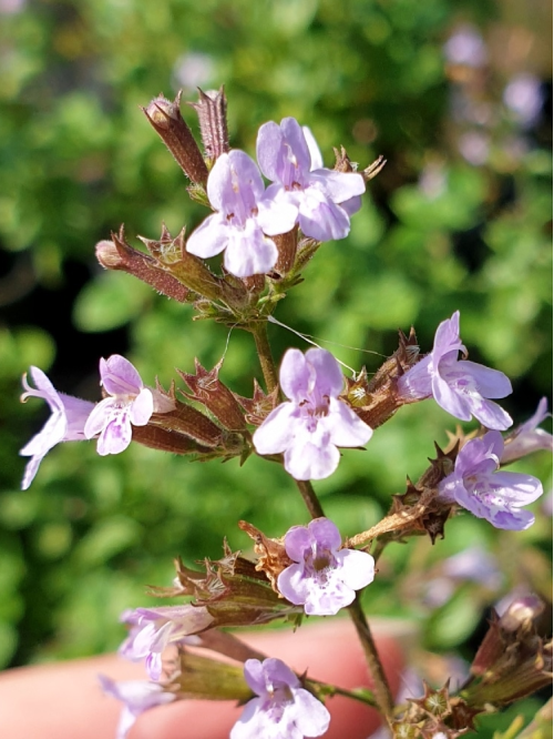 Каламінта (душевник) Nepeta ssp. Nepeta (в горщику Р9)
