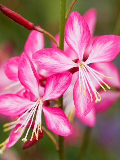 Гаура Rosy Jane (в горщику Р9)