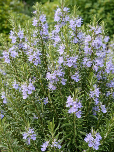 Розмарин Officinalis (в горщику Р9)