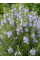 Розмарин Officinalis (в горшке Р9)