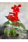 Сальвія (шавлія) Red (в контейнері), саджанець 30-40 см