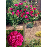 Роза штамбовая Роуз де Решт (Rose de Rescht) АА+ (в контейнере)