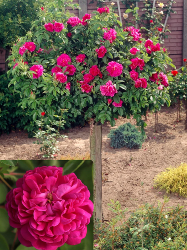 Троянда штамбова Роуз де Решт (Rose de Rescht) АА+ (в контейнері)