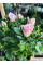 Роза в горшке Pale pink (комнатное растение)
