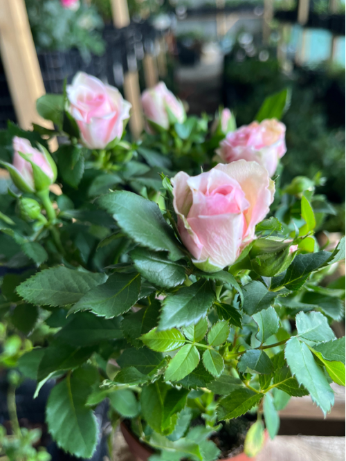Роза в горшке Pale pink (комнатное растение)