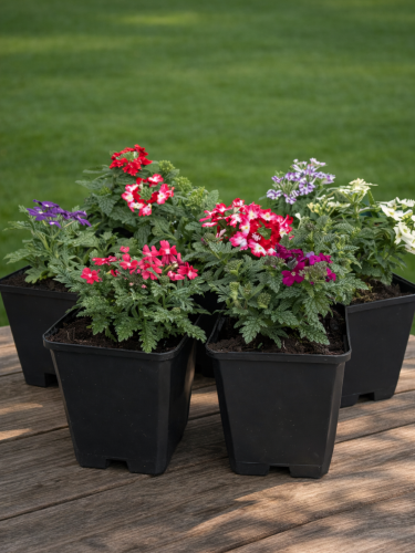 Вербена Мікс 1 шт. (в горщику Р9)