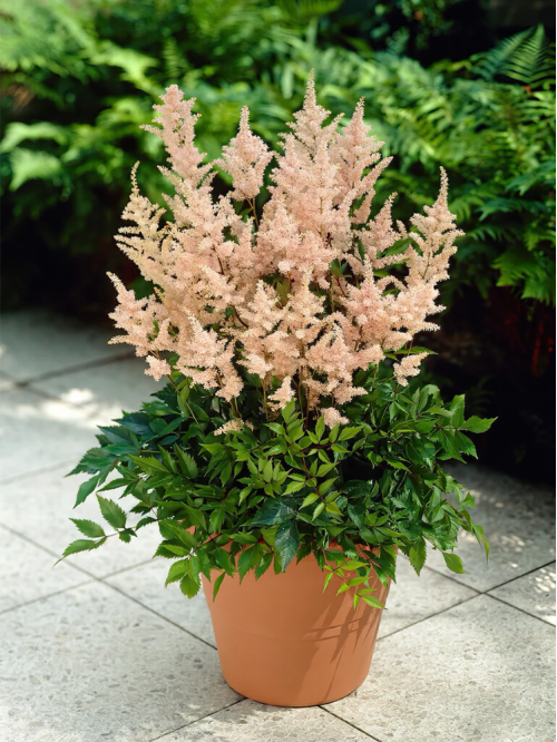 Астільба Peach Blossom (в горщику С1)