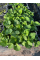 Бруннера Macrophylla (в горшке Р9)