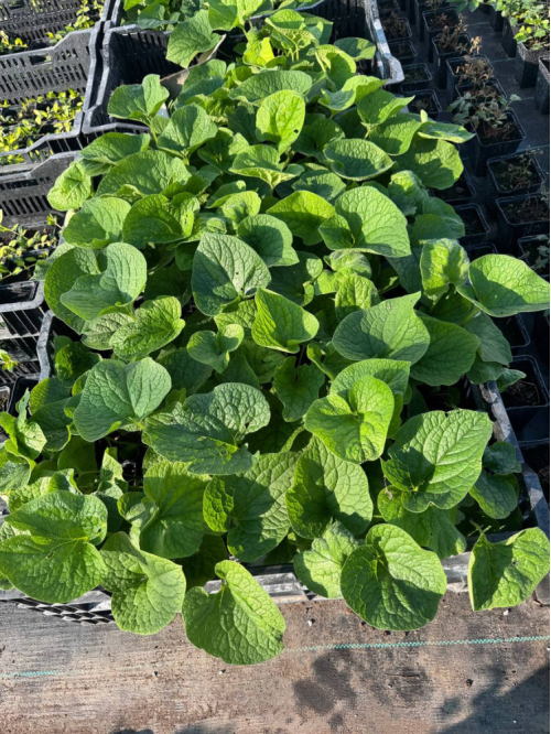 Бруннера Macrophylla (в горшке Р9)