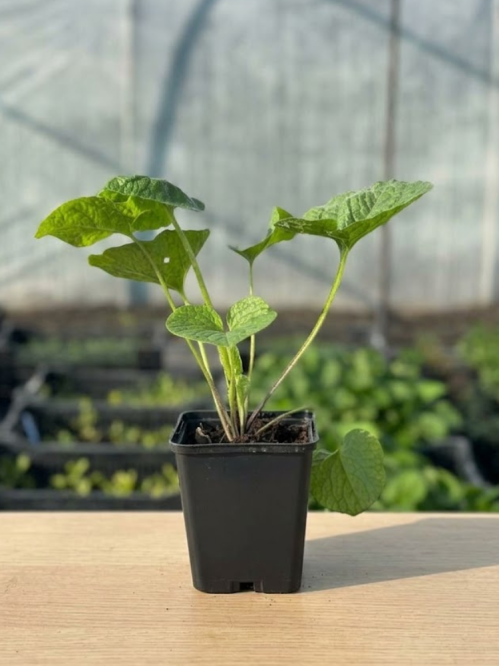 Бруннера Macrophylla (в горшке Р9)