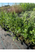 Каламінта (непета) Nepeta ssp. Nepeta (в горщику Р9)