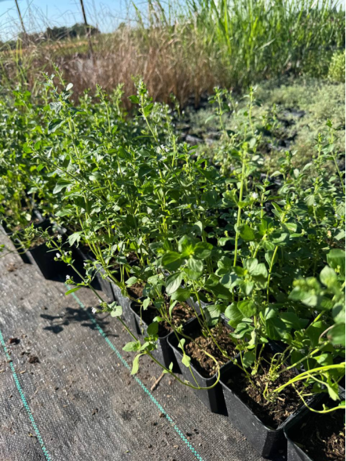 Каламінта (непета) Nepeta ssp. Nepeta (в горщику Р9)