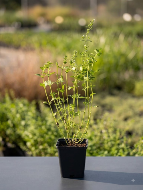 Каламінта (непета) Nepeta ssp. Nepeta (в горщику Р9)